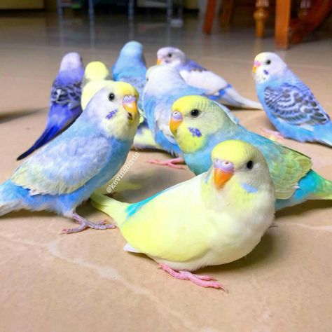 Baby Parakeets, Baby Budgies, Memory Training, Diy Bird Toys, Calendar Photo, Budgies Bird, Budgie Parakeet, Puzzle Photo, Cute Small Animals