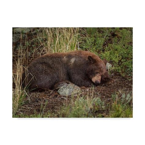 Artist: Galloimages Online. Subject: Animals. Product Type: Gallery-Wrapped Canvas Art. Printed with Gicle process. Trademark Fine Art Animals Framed 35-in H x 47-in W Animals Print on Canvas | ALI34901-C3547GG Cinnamon Bear, Bear Sleeping, Cinnamon Bears, Animals Print, Art Animals, Art Themes, Black Bear, Artist Canvas, Baby Clothes Shops