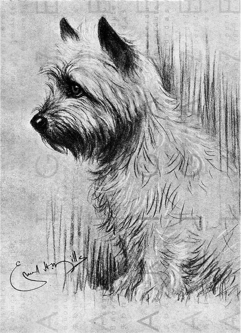 Perros Chow Chow, Art To Frame, Dog Printable, Cairn Terriers, Portrait Vintage, Cairn Terrier, Dog Illustration, Fox Terrier, Antique Postcard