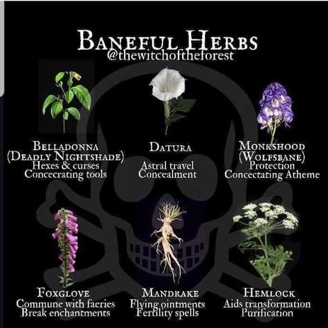 Witchy Poisonous Plants, Baneful Magick Herbs, Cursing Herbs, Monkshood Tattoo, Witchy Ingredients, Baneful Herbs, Curses Witchcraft, Baneful Magick, Poison Plants