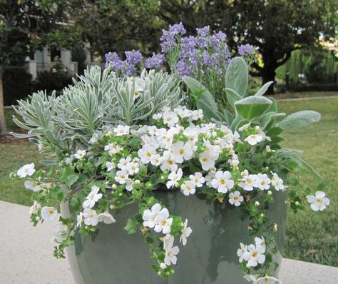 DIY Planter combo for summer by Julie Chai for Gardenista Diy Outdoor Planters, Bacopa Plant, Diy Planters Outdoor, Summer Planter, Large Outdoor Planters, Cool Palette, Container Garden Design, Container Gardening Flowers, Pallet Garden