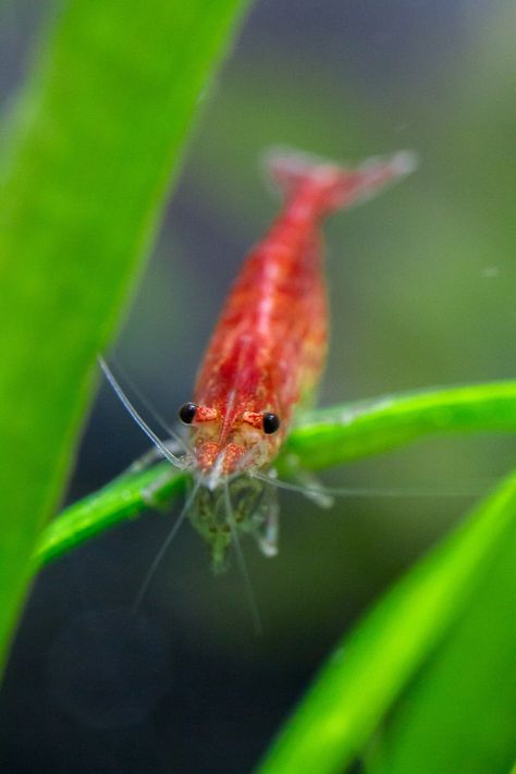 Cherry Shrimp Shrimp Animal, Cute Shrimp, Cherry Shrimp, Fish Tank Terrarium, Sea Monkeys, Shrimp Tank, Sea Dweller, Aquatic Animals, Crustaceans