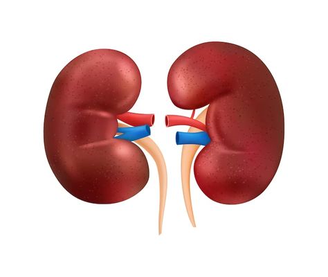 Human Internal Organs, Organs Anatomy, Kidney Anatomy, Human Kidney, Benefits Of Sports, Garlic Benefits, Internal Organs, Cold Symptoms, Prenatal Care