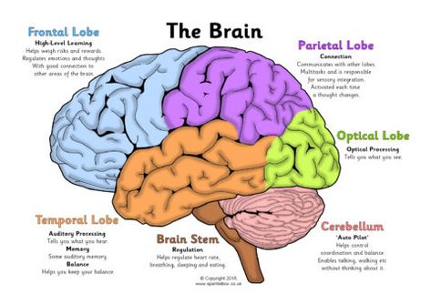 Label the Brain Worksheets (SB11585) - SparkleBox Human Brain Diagram, Brain Anatomy And Function, Brain Gym Exercises, Brain Diagram, Brain Gym For Kids, Brain Parts, Brain Models, Sistem Saraf, Brain Drawing