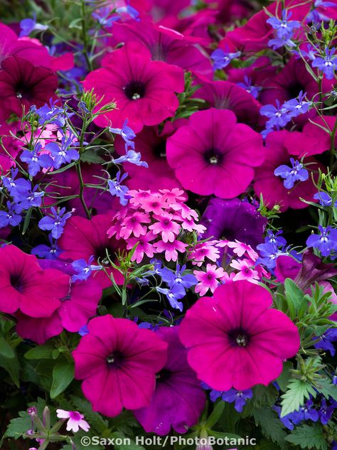 Petunia, 'Night in Pompeii' flowering container mix with diascia, and lobelia Front Steps Plants, Pink Container Flowers, Purple Annual Flowers, Pick Flowers, Container Gardening Flowers, Meteor Garden 2018, Outdoor Flowers, Garden Containers, Annual Flowers