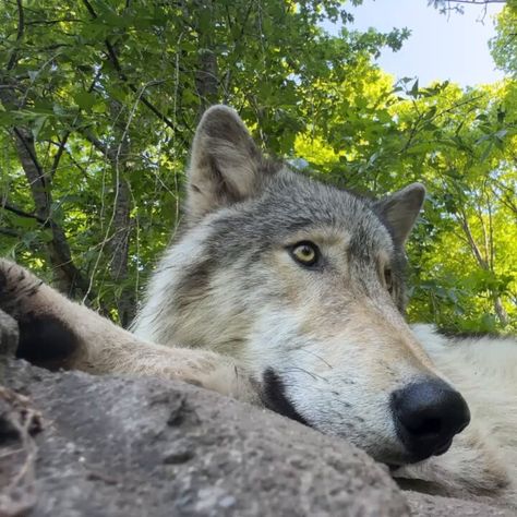 Wolf Conservation Center 🐺 (@nywolforg) on X Wolf Conservation Center, Wolves, Kiss, Quick Saves