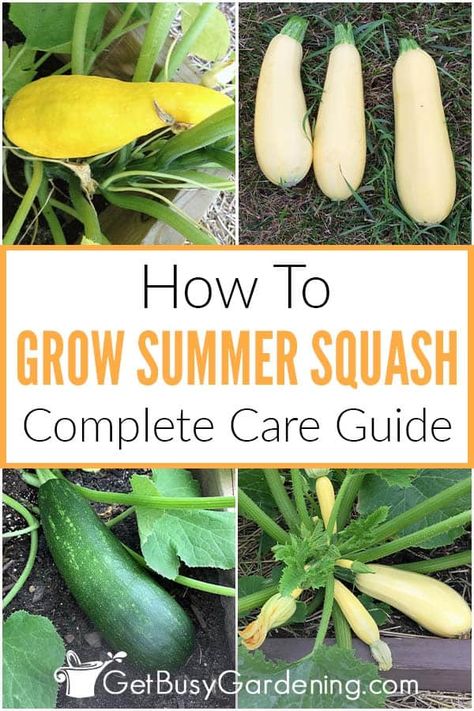 How To Plant Squash, Growing Squash In Raised Beds, Planting Squash Raised Beds, When To Harvest Squash, How To Grow Squash In A Raised Bed, How To Plant Zucchini Plants, How To Plant Squash Raised Beds, Growing Summer Squash, Squash Garden