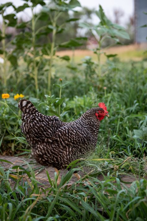 Why Barred Rock and Plymouth Rock Chickens Are Often Mistaken for Each Other — Whitney Out West Barred Plymouth Rock, Barred Rock Chickens, Chicken Bar, Plymouth Rock Chicken, Barred Rock, Plymouth Rock, Backyard Flocks, Egg Production, Brown Eggs