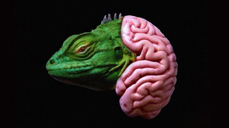 Neuroscientist debunks ‘lizard brain’ myth | animal, lizard of rehan | Animals don’t NEED brains. So why did they evolve? Neuroscientist Lisa Feldman Barrett explains. | By Big Think | - Brains are the most expensive organ we have in our whole body. Brains cost about 20% of our metabolic budget- and they're only three pounds in size. So they're really, really expensive. So I sort of wondered, "Well, why did brains evolve in the first place?" Like, what is a brain good for? The 'Triune brain' is Triune Brain, Lizard Brain, Whole Body, First Place, Most Expensive, Brain, Medical, Photoshop, Collage