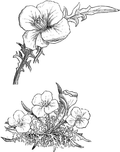 Habit and Detached Leaf and Flower of Oenothera Acaulis Evening Primrose Drawing, Evening Primrose Tattoo, Primrose Drawing, Primrose Tattoo, Pink Evening Primrose, Flower Tattoo Drawings, Flower Drawings, Flowers Bloom, Ink Ideas