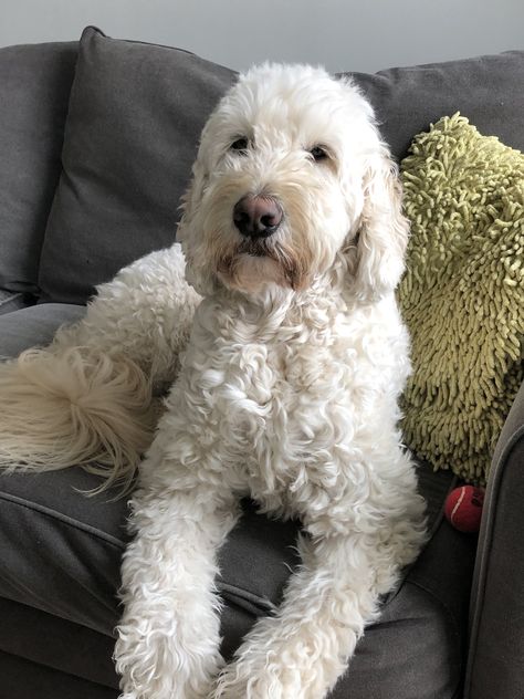 White Goldendoodle Haircut, Groomed Goldendoodle, White Golden Doodle, Labradoodle Full Grown, Labradoodle Haircut, White Goldendoodle, White Labradoodle, Goldendoodle Haircuts, Goldendoodle Grooming