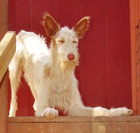 ibizian hound ~ woot Bred 4, Ibizan Hound, Sight Hounds, Every Dog Breed, Pharaoh Hound, What Kind Of Dog, Rare Breed, Cute Creatures, Whippet