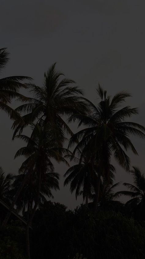 Tropical Dark Aesthetic, Dark Tropical Aesthetic, Dark Tropical Wallpaper, Palm Tree Background, Dark Luxury, Daniel Silva, Classy Wallpaper, Palm Trees Wallpaper, Tropical Wallpaper