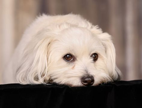 Coton De Tulear Puppy, Coton De Tulear Dogs, Coton De Tulear, Kinds Of Dogs, Dog Hacks, Social Butterfly, Rare Breed, Pet Hacks, 5 Things