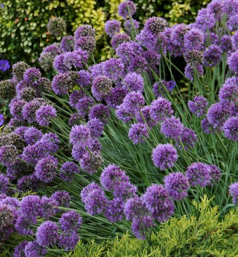 A showy perennial with gray-green narrow foliage that slightly twists. The long lasting, amethyst purple blooms stand above the foliage. It is an easy to grow perennial for the middle of borders and mixed beds. Allium Varieties, Ornamental Onion, Plant Zones, Deer Resistant Plants, Rock Gardens, Gravel Garden, Border Plants, Garden Shrubs, Planting Bulbs