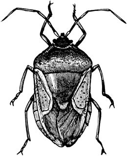 Stink Bug Bug Clipart, Mantis Tattoo, Lighting Bugs, Weird Insects, Stink Bug, Black And White Graphics, Shield Bugs, Beetle Tattoo, Steam Art