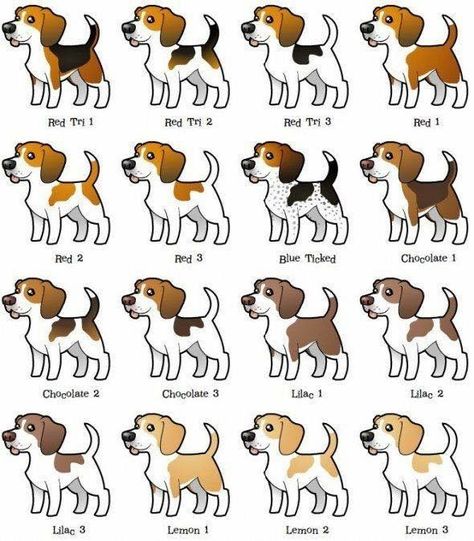 Beagle color chart Types Of Beagles, Beagle Colors, Baby Beagle, Beagle Dogs, Pocket Beagle, Beagle Gifts, Positive Dog Training, Cute Beagles, 강아지 그림