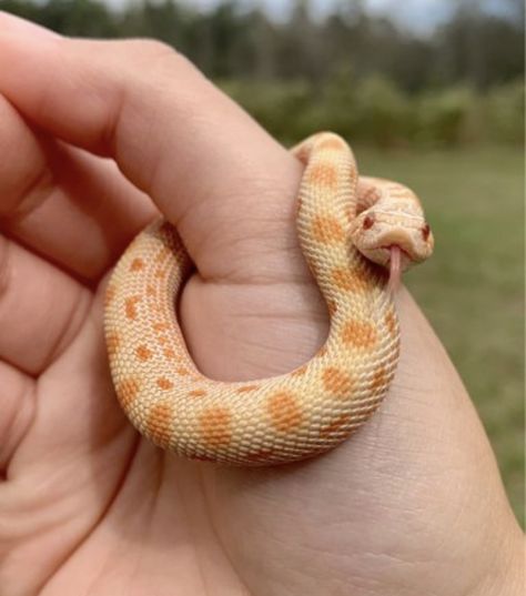 Types Of Pet Snakes, Cute Snake Pictures, Cotton Mouth Snake, Snake Hognose, Snake Types, Hog Nose Snake, Types Of Snakes, Western Hognose Snake, Snake Enclosure