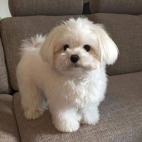 Maltese Shih Tzu, Puppies Near Me, Adorable Puppies, Free Ads, Bichon Frise, Classified Ads, Maltese, Shih Tzu, Pet Dogs