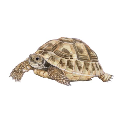 Tortoise Art, Turtle Sketch, Tortoise Drawing, Tortoise Tattoo, Kawaii Turtle, Land Turtles, Turtle Tattoo Designs, Tortoise Turtle, Turtle Tattoo