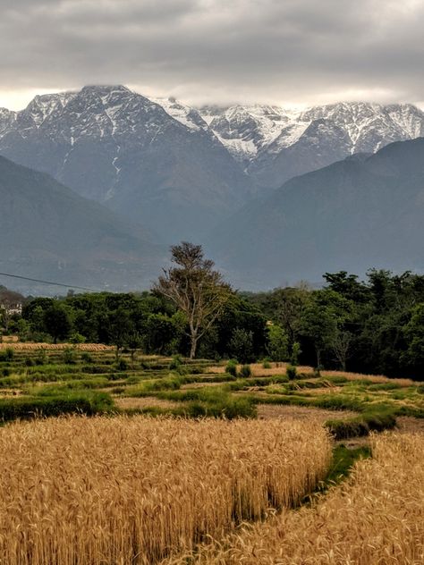 Kangra valley Kangra Valley, Photography, Quick Saves