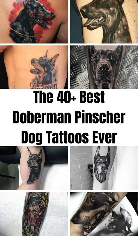 Doberman Pinscher Tattoo Ideas, Doberman Pinscher Tattoo, Doberman Tattoo Design, Two Doberman Tattoo, Doberman Tattoo Ideas, Doberman Head Tattoo, Doberman Dog Tattoo Design, Rottweiler Tattoo, Doberman Tattoo