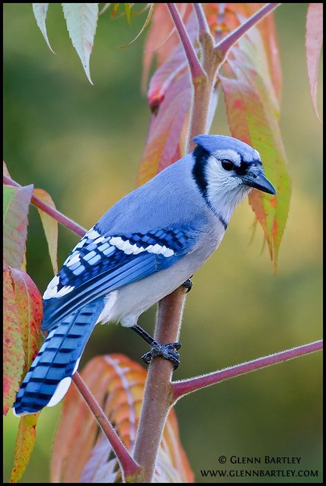 Blue Jay (Cyanocitta cristata ) perched on a branch near Ottawa, Ontario, Canada.  See more of my photos at www.glennbartley.com  Join me on a bird photography workshop - www.glennbartley.com/photoworkshops/home.htm Blue Jay Bird, Bird Sitting, Jay Bird, Bird Quilt, Ottawa Ontario, Colorful Bird, Backyard Birds, Bird Pictures, Bird Drawings