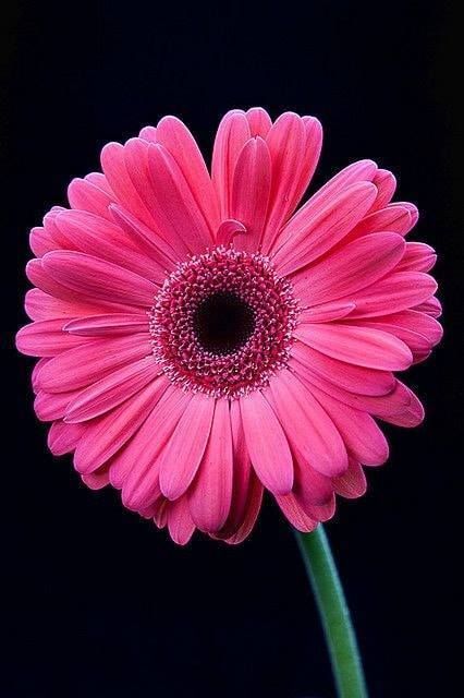 Gerber Daisies, Gerbera Daisy, Flower Beauty, Flowers Nature, Beautiful Blooms, Love Flowers, Amazing Flowers, Flower Wallpaper, Flowers Photography