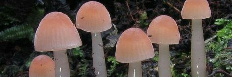 #header #twitterheader #aesthetic #estético Mushroom Landscape, Mushroom Fungi, Header Banner, Landscape Poster, Twitter Header, Stuffed Mushrooms, Wall Lights, Twitter, Plants