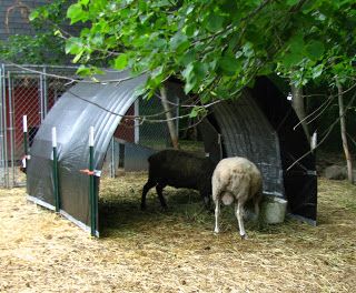 Hoop Shelter made with cattle panels, t-posts and a couple tarps. Calf Shelter, Cow Care, Sheep Shelter, Sheep House, Horse Feeder, Farm Studio, Panel Fence, Farm Inspiration, Livestock Shelter