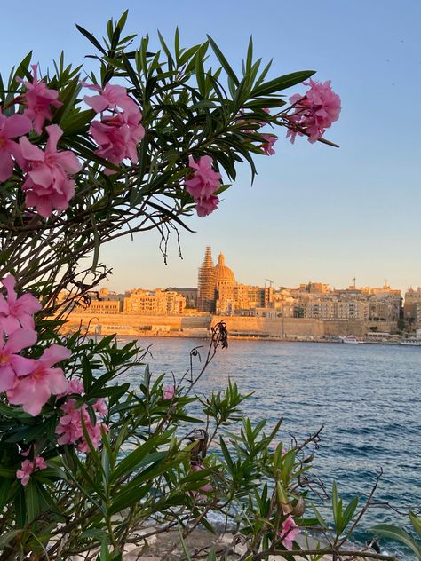 pink flowers, green plants, blue ocean, sunset, sunrise, aesthetic, photograghy, beatiful architecture of malta at golden hour Malta Sunset, Flowers Aesthetic Roses, Pretty Flowers Aesthetic, Malta Aesthetic, Malta Summer, Malta Beaches, Malta Travel, Aesthetic Roses, Italy Holidays