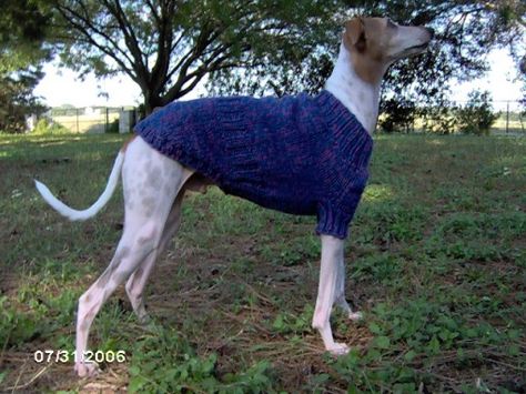 For Pixie and Oliver  free pattern Greyhound Coat Pattern, Greyhound Dog Sweater, Dog Jumper Knitting Pattern, Dog Wardrobe, Greyhound Sweater, Knitting Patterns For Dogs, Greyhound Clothes, Italian Greyhound Clothes, Knitted Dog Sweater Pattern