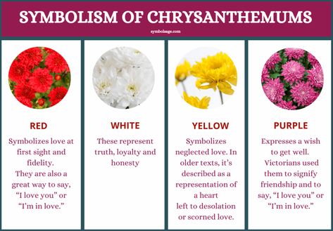 Chrysanthemums have gained several symbolic meanings, but their specific color meaning varies greatly. Chrysanthemum Meaning Symbols, Chrysanthemum Symbolism, Flower Symbolism Meaning, Chrysanthemum Flower Meaning, Floral Meanings, Chrysanthemum Meaning, Chrysanthemums Flower, Flowers Meanings, Crisantemo Tattoo