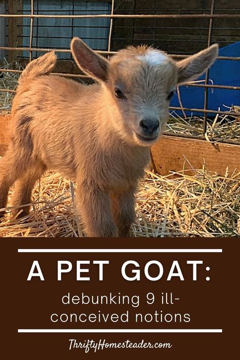 cute baby goat Pet Pygmy Goats, How To Take Care Of Goats, Goats On A Farm, All About Goats, Taking Care Of Goats, Raising Goats For Beginners, Caring For Goats, Goat Set Up, Minature Goats