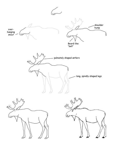 THIS WILL COME IN HANDY. TO ADD TO MY AMAZING SKILLS OF DRAWING MOOSES. How To Draw A Moose Step By Step, How To Draw A Moose, Moose Doodle, Moose Sketch, Moose Drawing, Moose Pictures, 30 Day Art Challenge, Side Picture, Linoleum Print