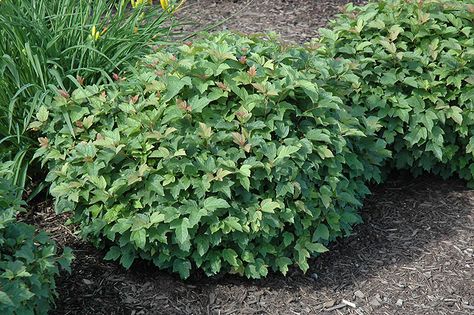 Fall Landscaping Front Yard, Highbush Cranberry, Fall Landscaping, Front Lawn Landscaping, Viburnum Opulus, Front Garden Landscape, Small Shrubs, Garden Shrubs, Garden Guide