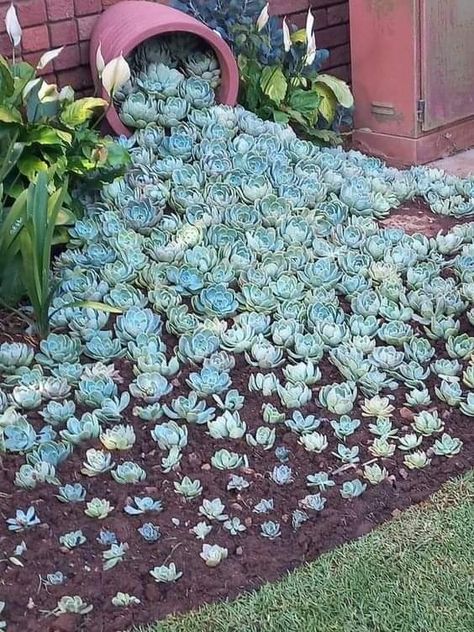 Succulent Garden Ideas, Succulent Rock Garden, Succulent Garden Landscape, Succulent Garden Design, Succulent Garden Diy, Succulent Gardening, Diy Backyard Landscaping, Creative Gardening, Garden Yard Ideas