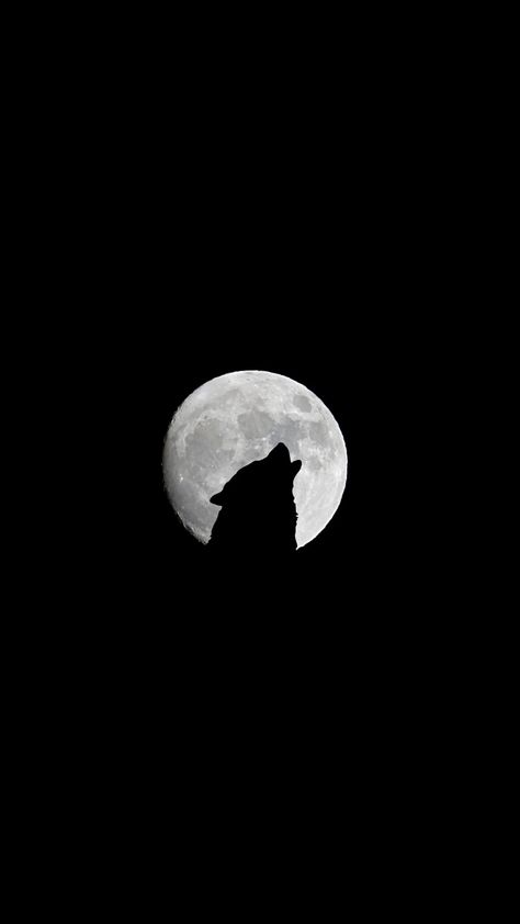 Wolf Phone Wallpaper Wolf Screen Wallpaper, Black And White Wolf Wallpaper, Black Wolf Wallpaper Iphone, Wolf Black Wallpaper, Black Wolf Aesthetic Wallpaper, Werewolf Iphone Wallpaper, Mat Black Wallpaper, Aesthetic Bedroom Ideas Luxury, Wallpaper Iphone Wolf