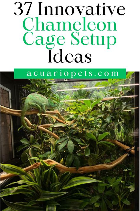 o you want to make something innovative for your chameleons? Then, you can take suggestions from this article that offers you 37 innovative chameleon cage setup ideas. These cage ideas will be the portrayal of your creativity, including the basic requirements to keep your chameleon happy. Also, DIYing these chameleon cages can save you money from spending on readymade chameleon enclosures. Jackson Chameleon Habitat, Chameleon Enclosure Ideas Diy, Chameleon Tank Ideas, Chameleon Set Up, Veiled Chameleon Enclosure Ideas, Reptile Cage Ideas, Pet Camilion, Terrarium Ideas For Reptiles, Chameleon Habitat Ideas