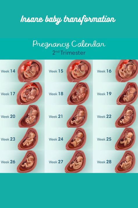 Pregnancy 2nd Trimester, 2nd Trimester Pregnancy, Pregnancy Second Trimester, Trimester By Weeks, Pregnancy Timeline, Pregnancy Calendar, 1st Trimester, First Time Dad, Second Trimester