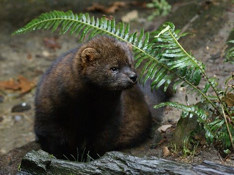 A Pacific fisher. Fisher Animal, Cat Symbolism, Fisher Cat, Endangered Wildlife, Forest Habitat, National Wildlife Federation, Rare Animals, Tough Guy, Endangered Species