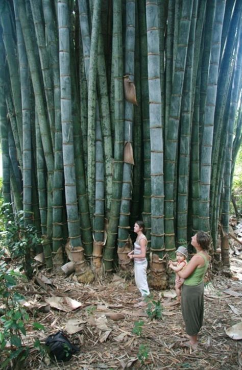 Giant bamboo tree. Bamboo Landscape, Giant Bamboo, Big Bamboo, Bamboo Species, Bamboo Building, Bamboo House Design, Bamboo Structure, Bamboo Architecture, Bamboo Construction