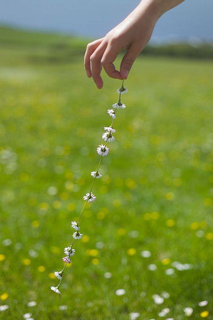 Grass And Flowers, Daisy Love, Plant Information, Field Of Dreams, Foto Tips, Foto Art, Edible Plants, Daisy Chain, The Meadows