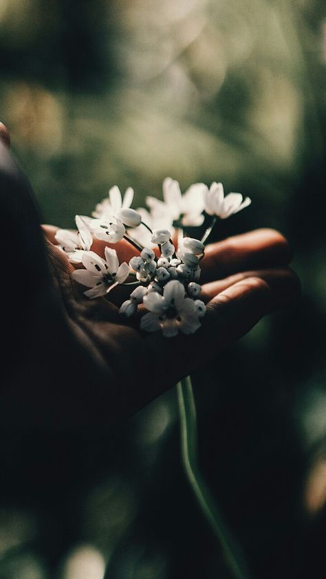 Vintage Aesthetics | Film Photography | Film filter | Flower Photography | Flower in a Hand | Photography Hands, Hand Flower, Bff Drawings, Hand Photography, Hand Flowers, Hand Reference, Hands Holding, Visual Poetry, Dark Photography