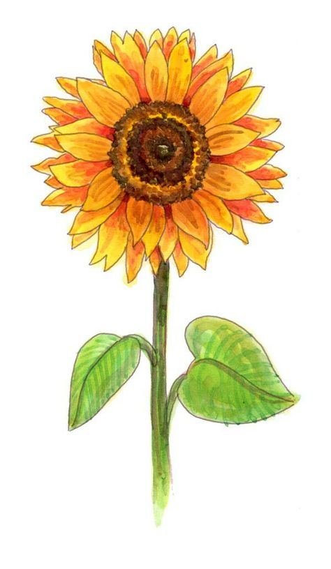 Sunflower Drawing Easy, Sunflower Sketches, Sun Drawing, Easy Flower Drawings, Sunflower Images, Sunflower Drawing, Sunflowers And Daisies, Sunflower Pictures, Sunflower Art