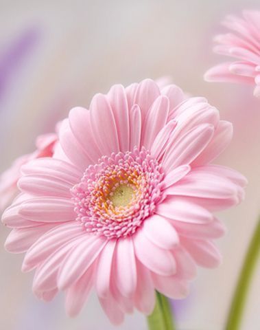 Pink Gerbera, Pink Flowers Wallpaper, Gerbera Daisy, Beautiful Flowers Wallpapers, Flower Phone Wallpaper, Photography Portrait, Blossom Flower, Flower Backgrounds, Flowers Nature