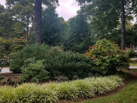 Arborvitae Landscaping, Evergreen Trees For Privacy, Hedge Trees, Shrubs For Privacy, Planting A Tree, Leyland Cypress, Thuja Occidentalis, Hillside Garden, Garden Privacy