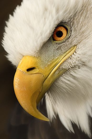 Bald Eagle - Predator - titled 'Eye Spy Lunch II' Regard Animal, Aigle Royal, Eagle Eyes, Living Room Decorations, Eagle Wallpaper, Eagle Pictures, Spirit Art, Eagle Bird, Eagle Art