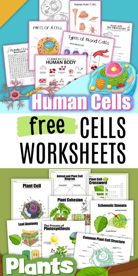 Parts Of A Cell And Their Functions, Sped Science Lessons, How To Teach About Cells, Cell Membrane Model Projects, Plant Cell Activity, Human Cell Structure, Fun Science Activities For Kids, Cell Activities, Middle School Life Science