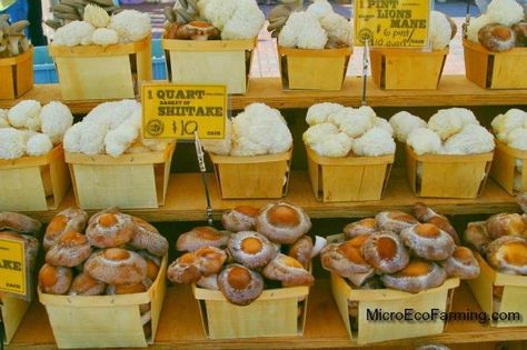 Eco Farming, Mushroom Business, Mushroom Farming, Plant Business, Mushroom Guide, Farm Inspiration, Edible Fungi, Grow Mushrooms, Growing Mushrooms At Home